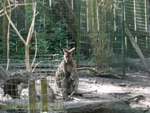 Wallaby de Bennett