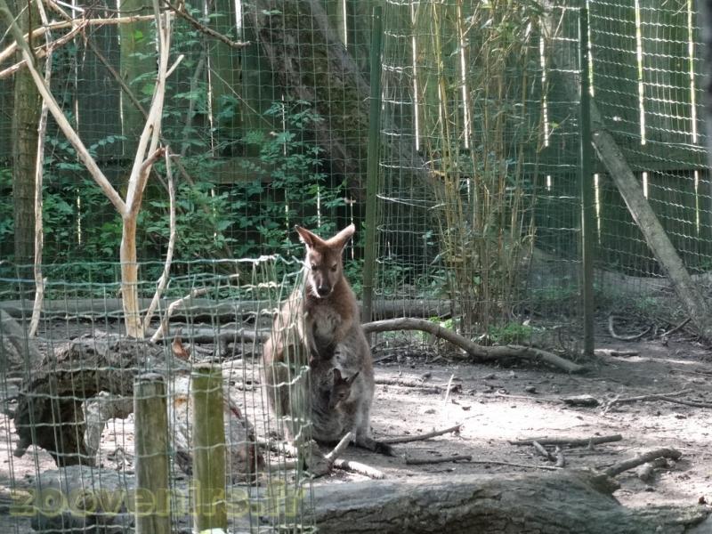 Wallaby de Bennett