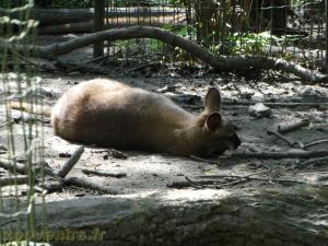 Wallaby de Bennett
