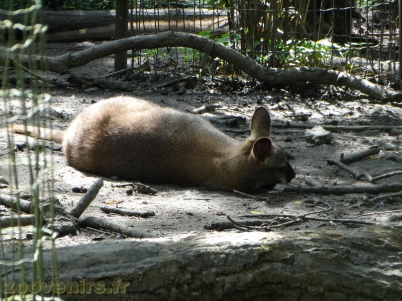 Wallaby de Bennett