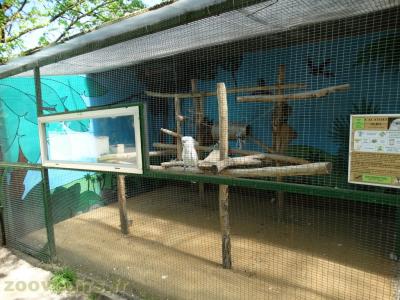 Cacatoès alba - 2018