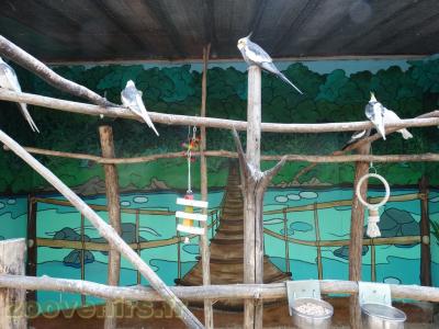 Perruche Calopsitte - 2018