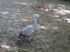 Céréopse cendré 
