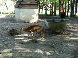 Muntjac de Reeves 