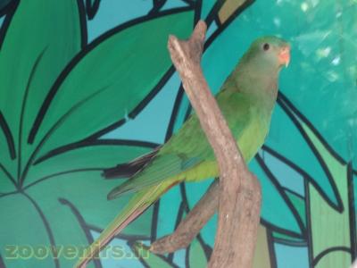 Perruche mélanure - 2018