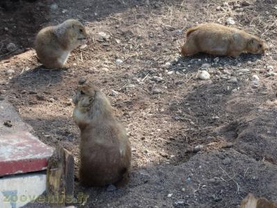 Chien de prairie - 2018