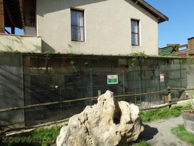 Padda - Ecureuil - Chincilla - 2018