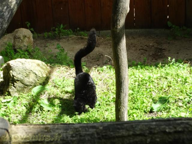 Lémur noir