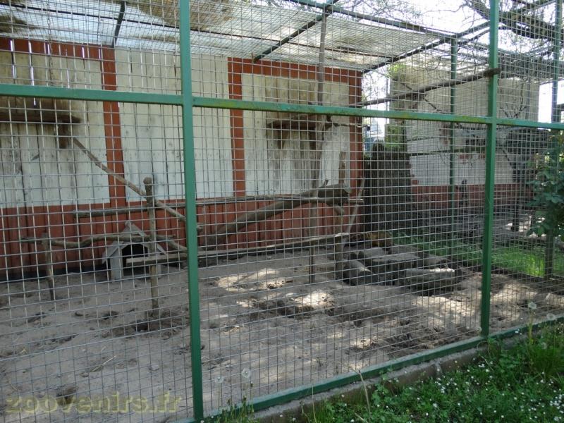 Coati roux 