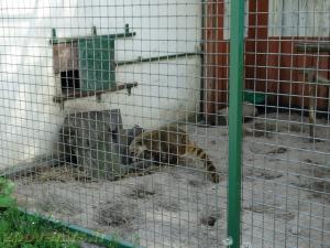 Coati roux 