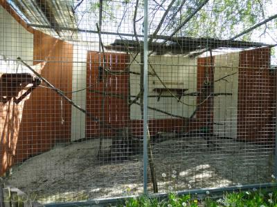 Maki de Mayotte - 2018