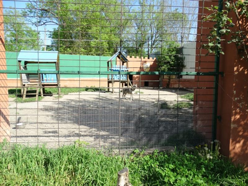 Chien loup de Saarloos