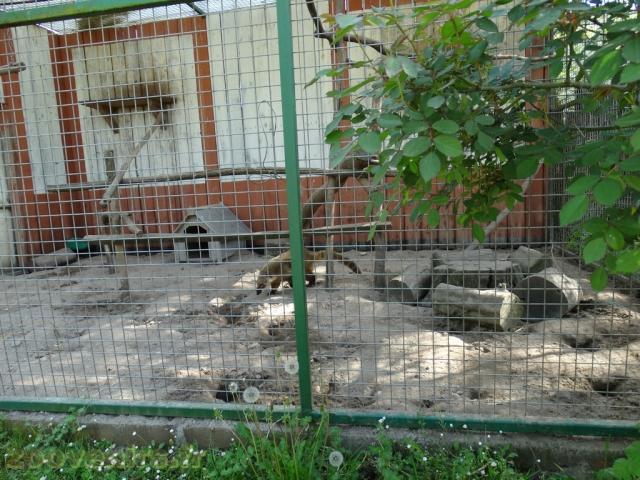 Coati roux