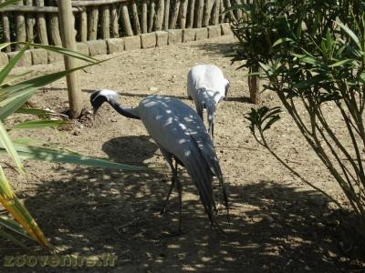 Grue demoiselle - 2018