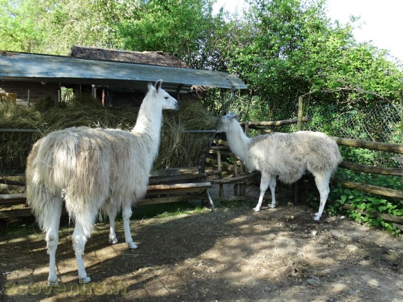 Lama