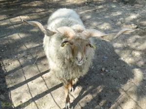 Mouton wallachie