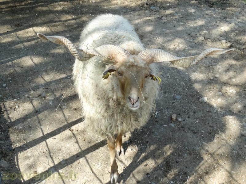 Mouton wallachie