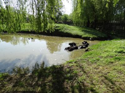 Buffle indien - 2018