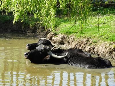 Buffle indien - 2018