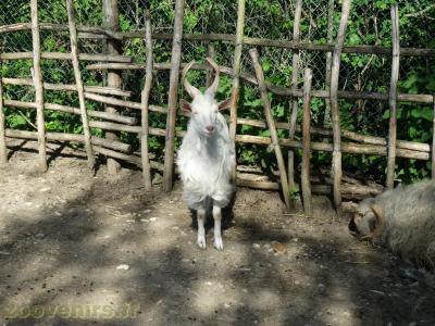 Cheve girgentada - 2018