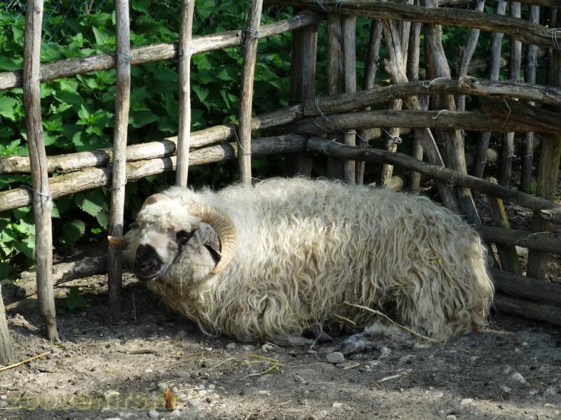 Mouton Thones et Marthod
