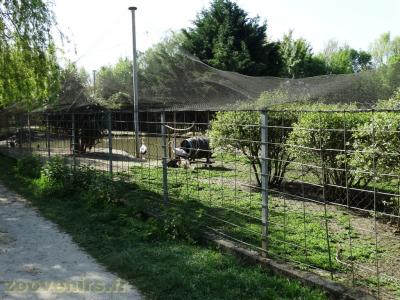 Tantale ibis - Grue couronnée - Calao terrestre - 2018