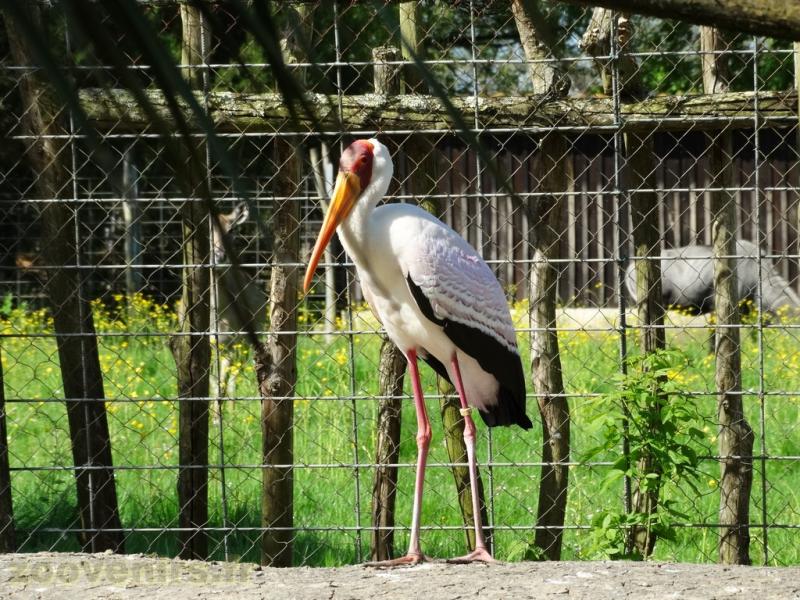 Tantale ibis