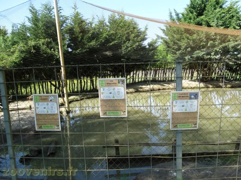Volière des canards