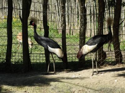 Grue couronnée - 2018