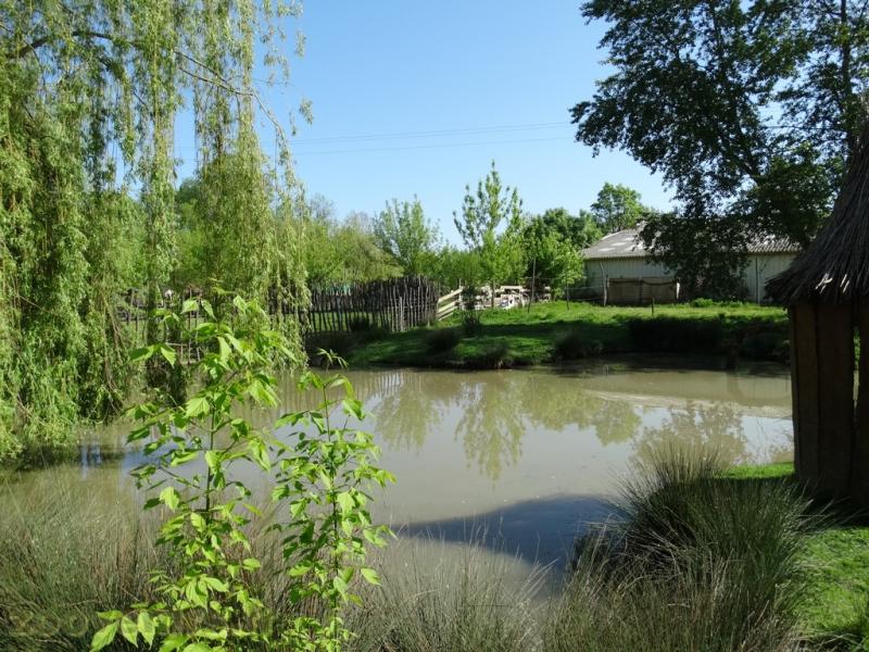 Pélican blanc
