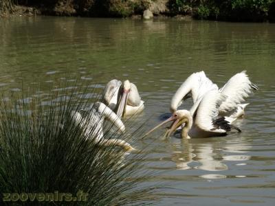 Pélican blanc - 2018