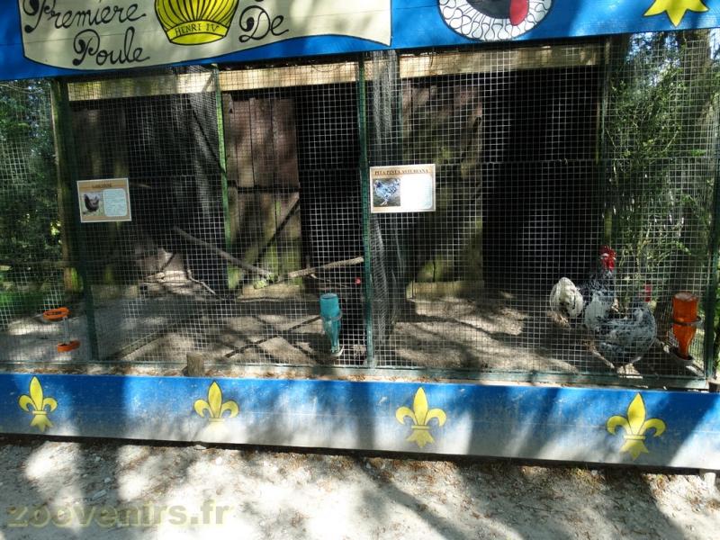 Poules d'ornement 