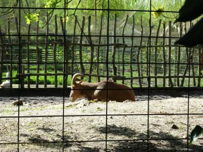 Mouflon à manchettes - 2018