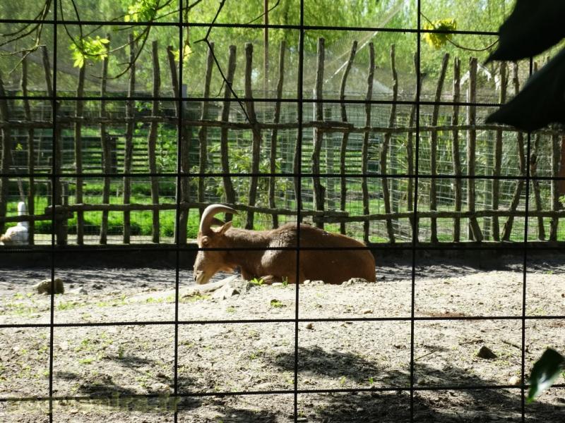 Mouflon à manchettes