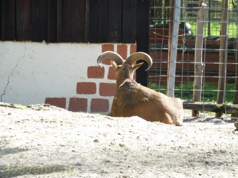 Mouflon à manchettes