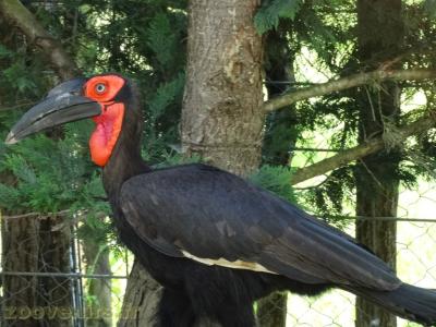 Calao terrestre - 2018