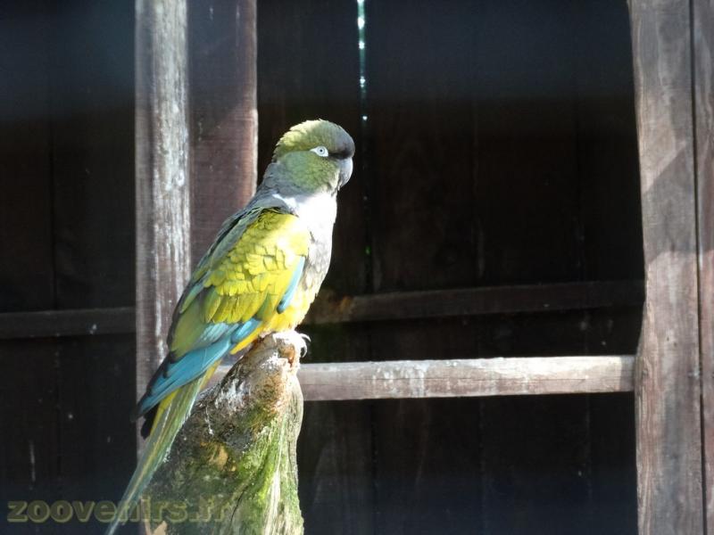Conure de Patagonie