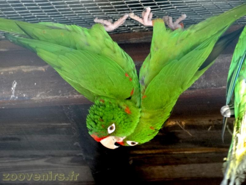 Conure mitrée