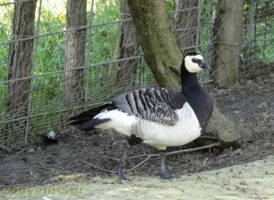 Bernache nonnette - 2018