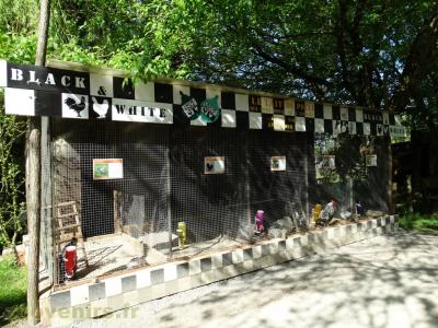 Poules d'ornement - 2018