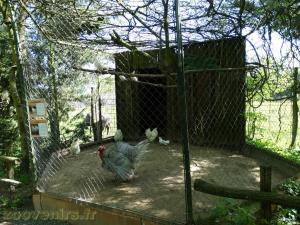 Poules d'ornement 