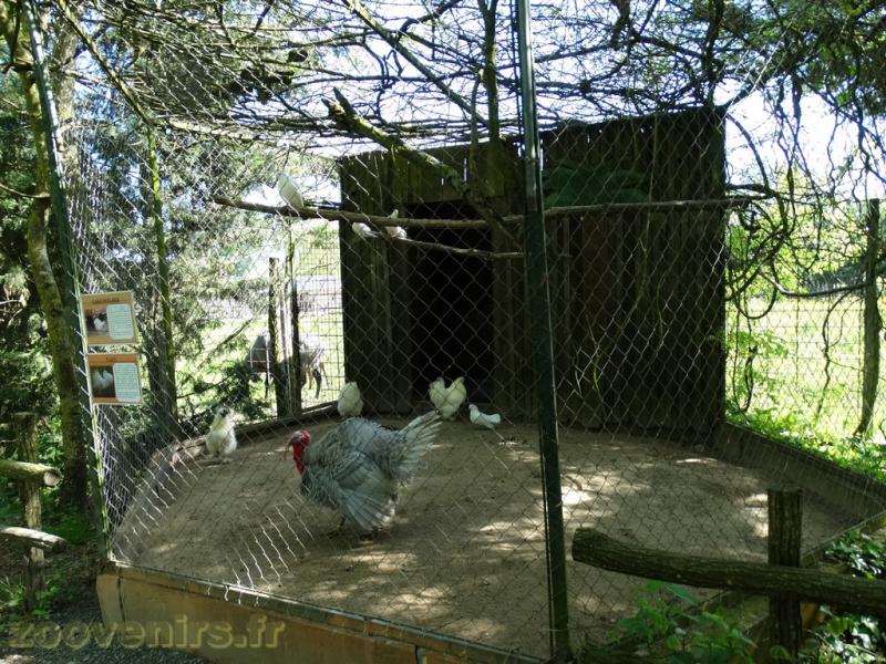 Poules d'ornement 