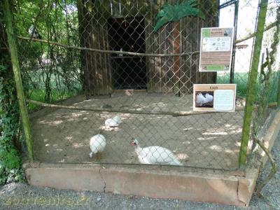 Pintade blanche - Pigeon blanc - 2018