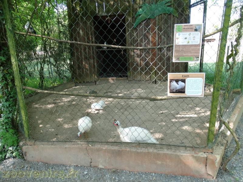 Pintade blanche - Pigeon blanc