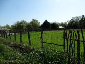 Nilgaut 