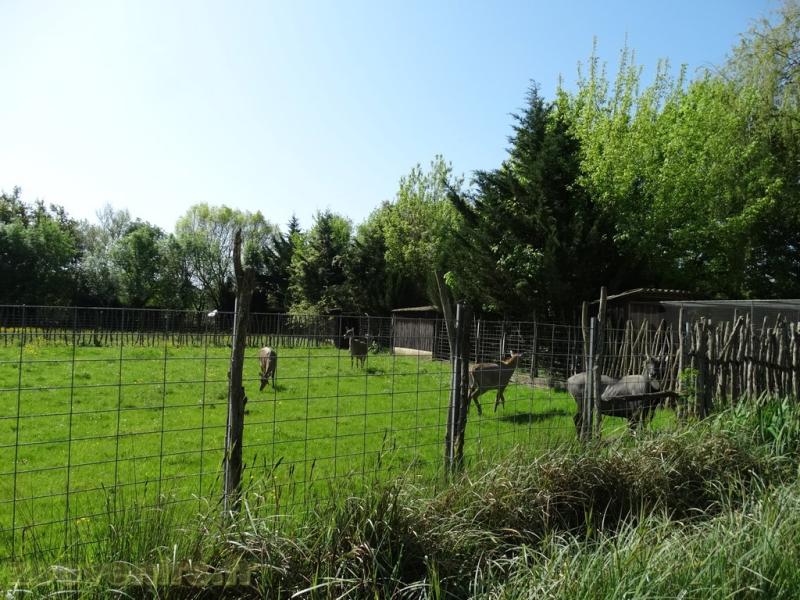Nilgaut 