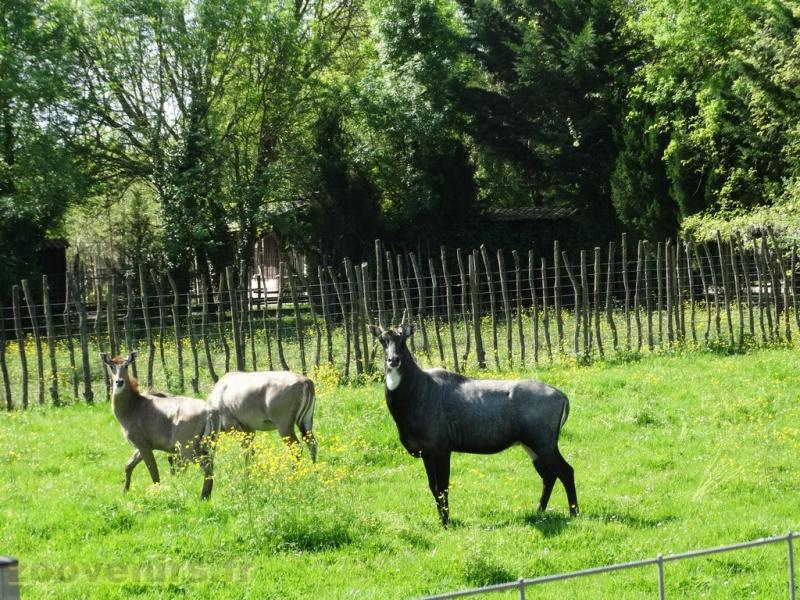 Nilgaut