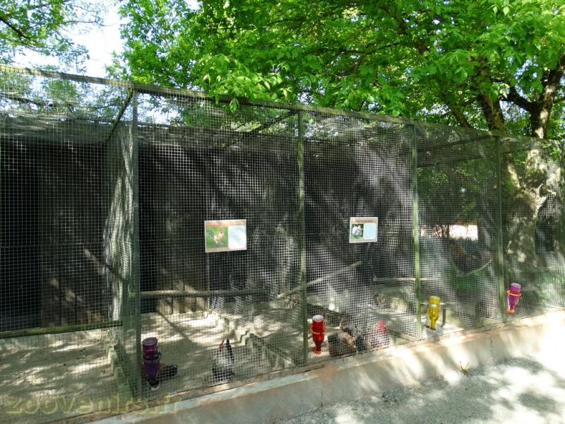 Poules d'ornement