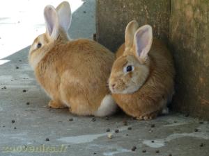 Lapin