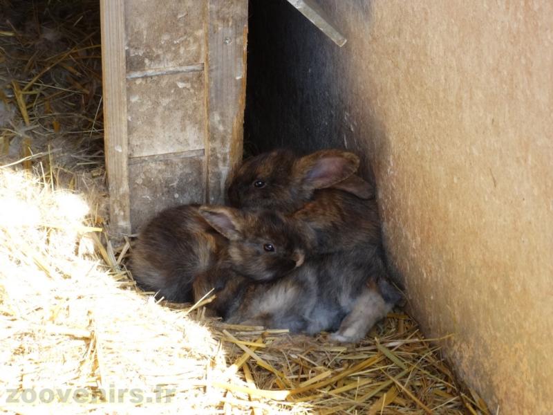 Lapin 